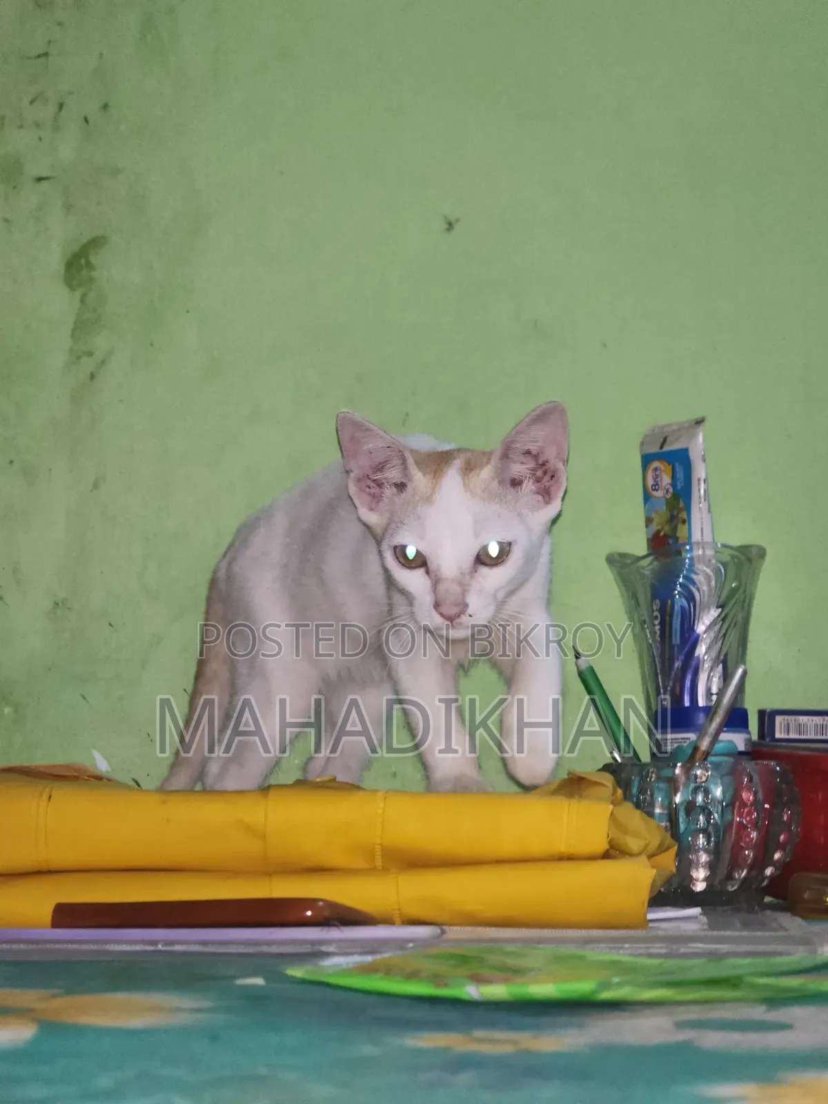 1-3 months Female Purebred Cat