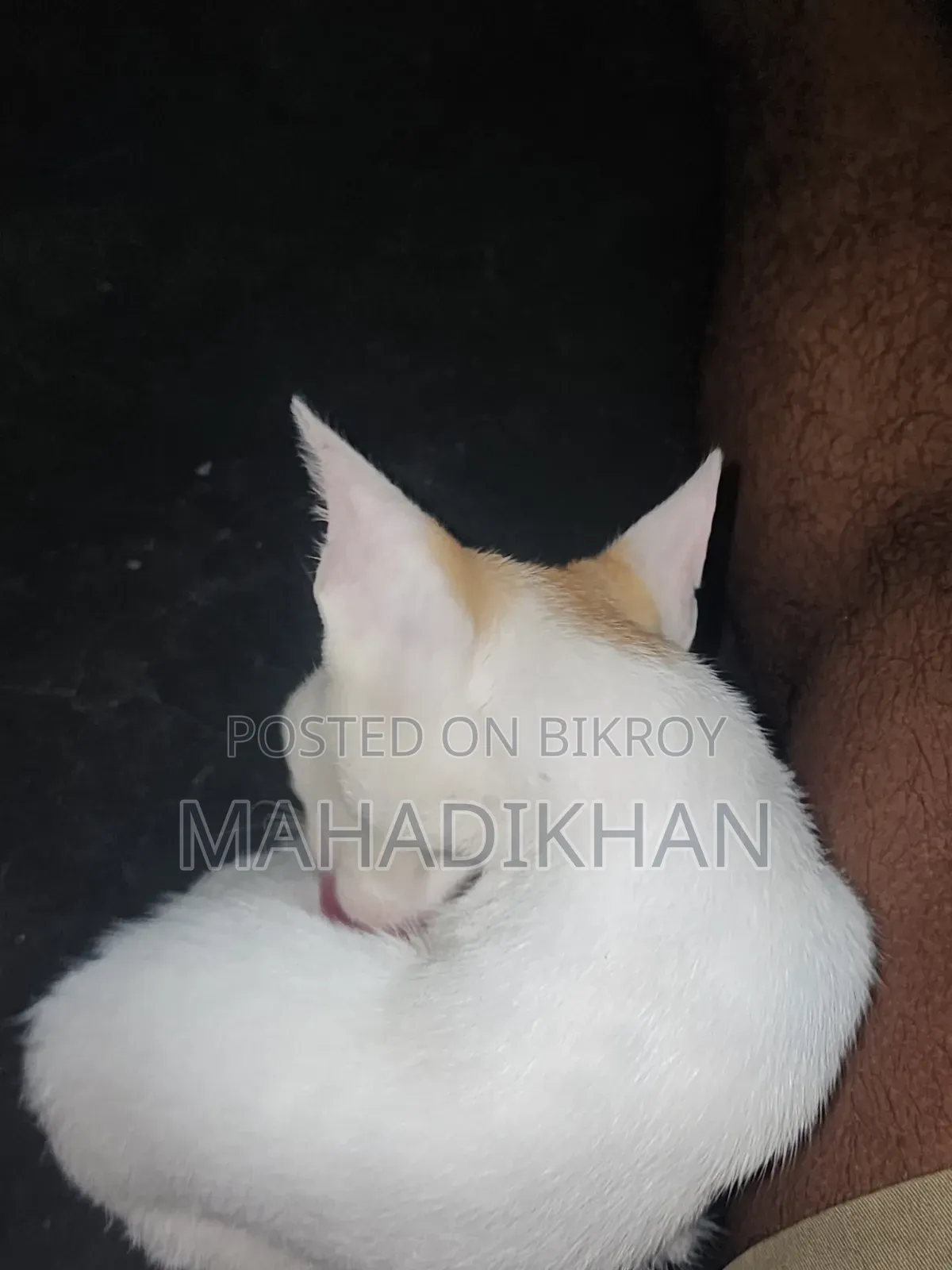 1-3 months Female Purebred Cat