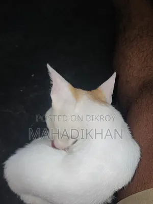 1-3 months Female Purebred Cat