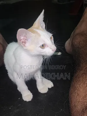 1-3 months Female Purebred Cat