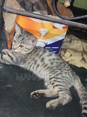 1-3 months Male Mixed Breed Cat