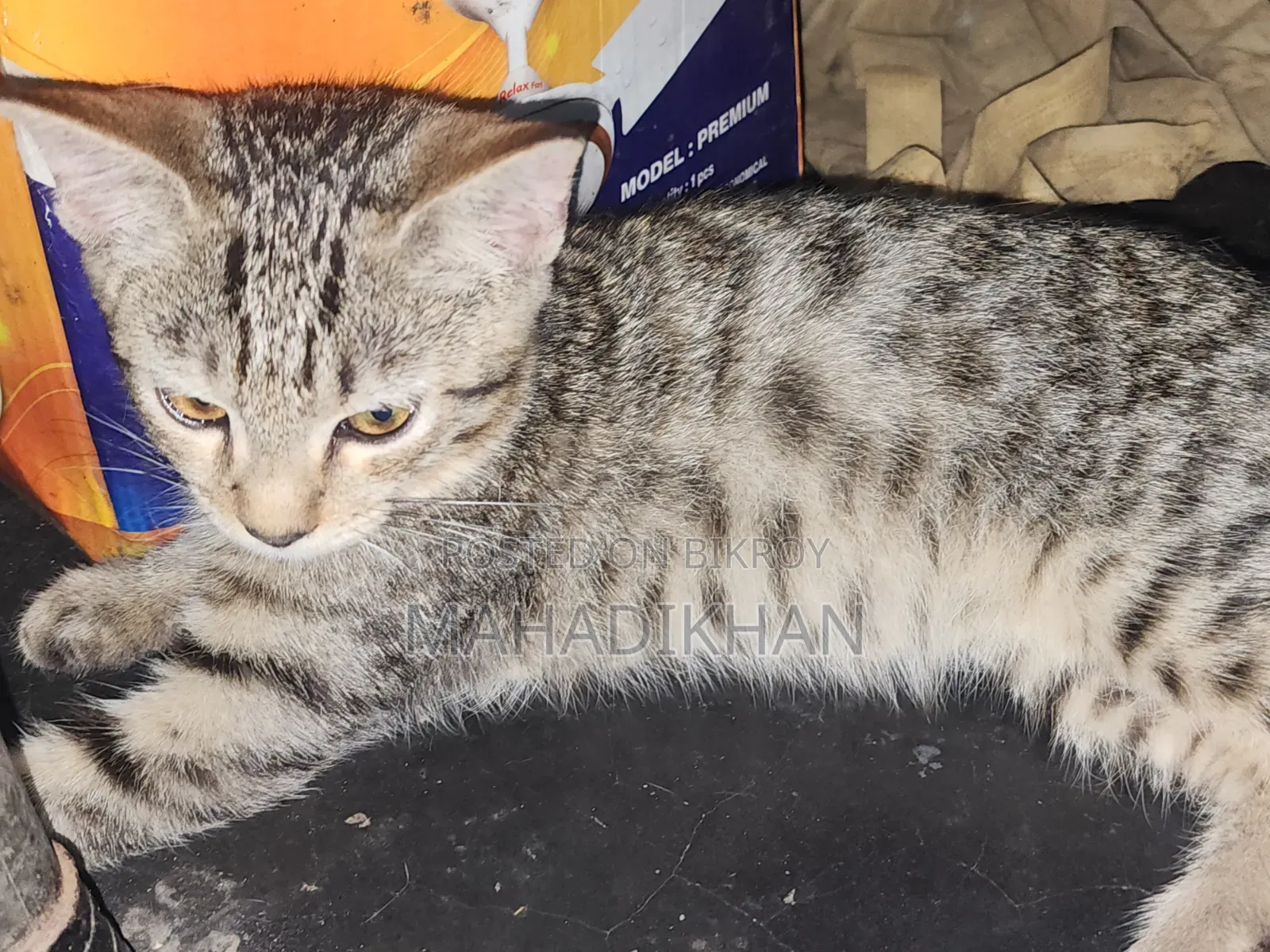 1-3 months Male Mixed Breed Cat