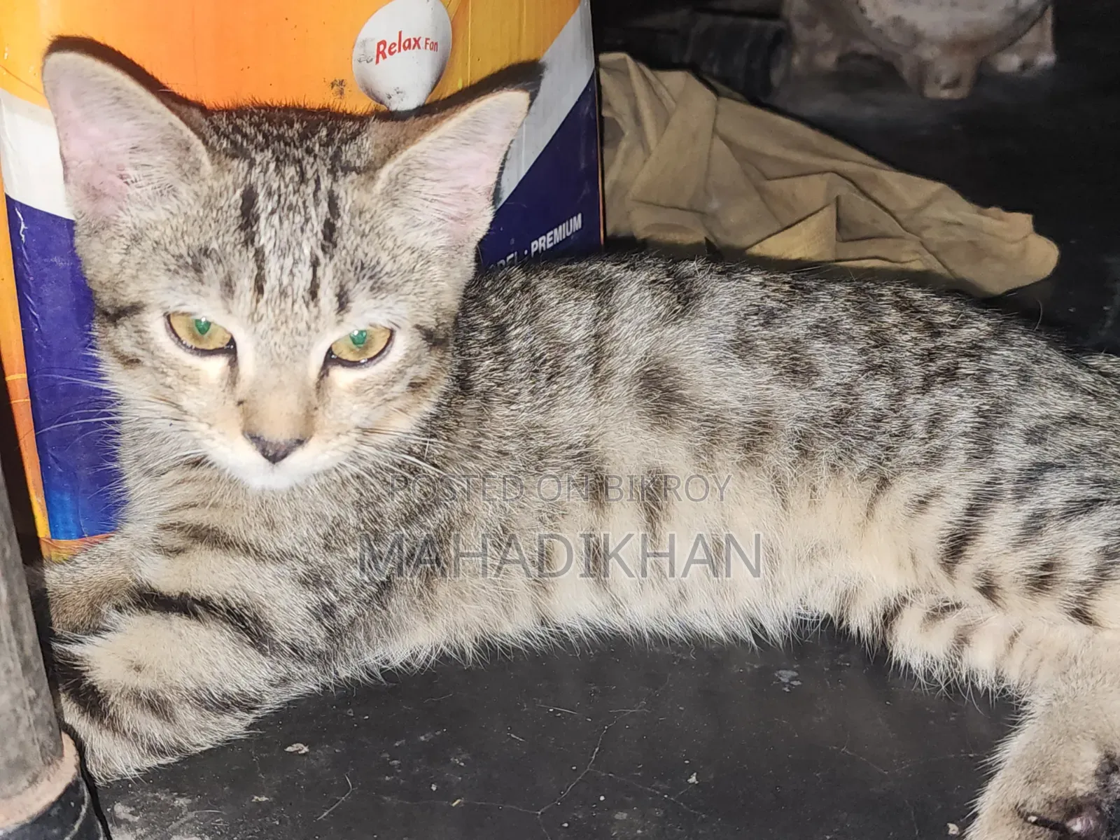 1-3 months Male Mixed Breed Cat