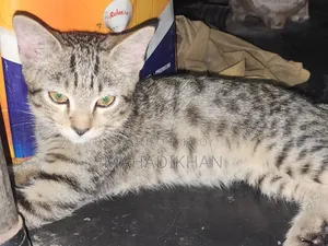 1-3 months Male Mixed Breed Cat
