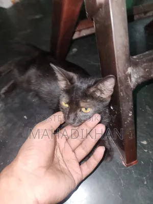 1-3 months Male Mixed Breed Cat