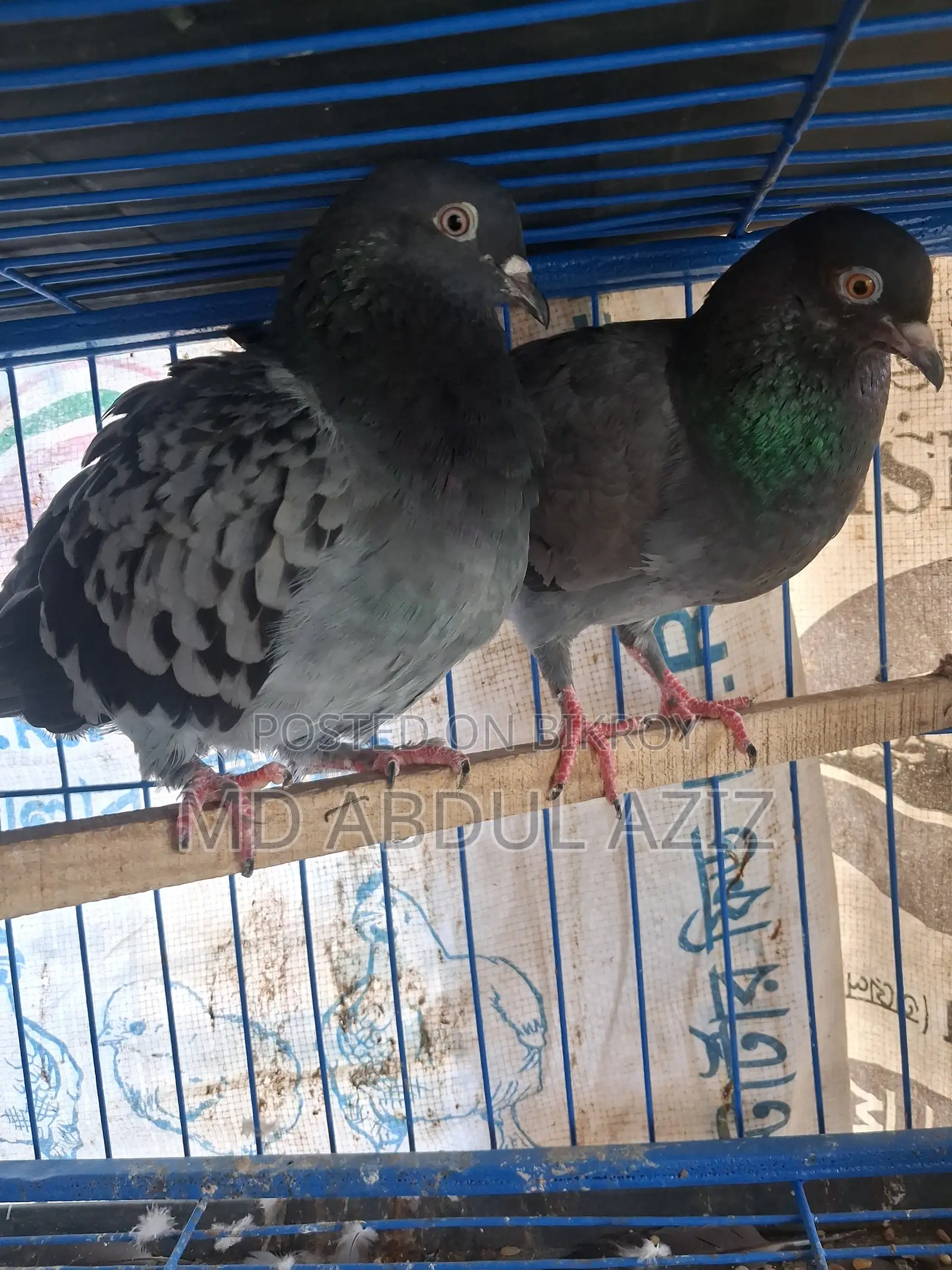 Pigeon for Sale