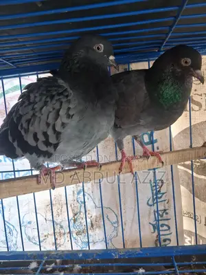 Pigeon for Sale