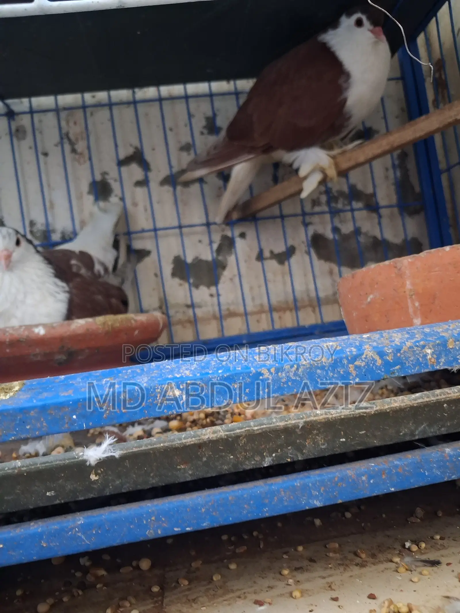 Pigeon for Sale