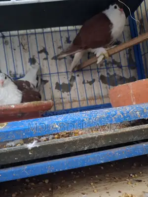 Pigeon for Sale