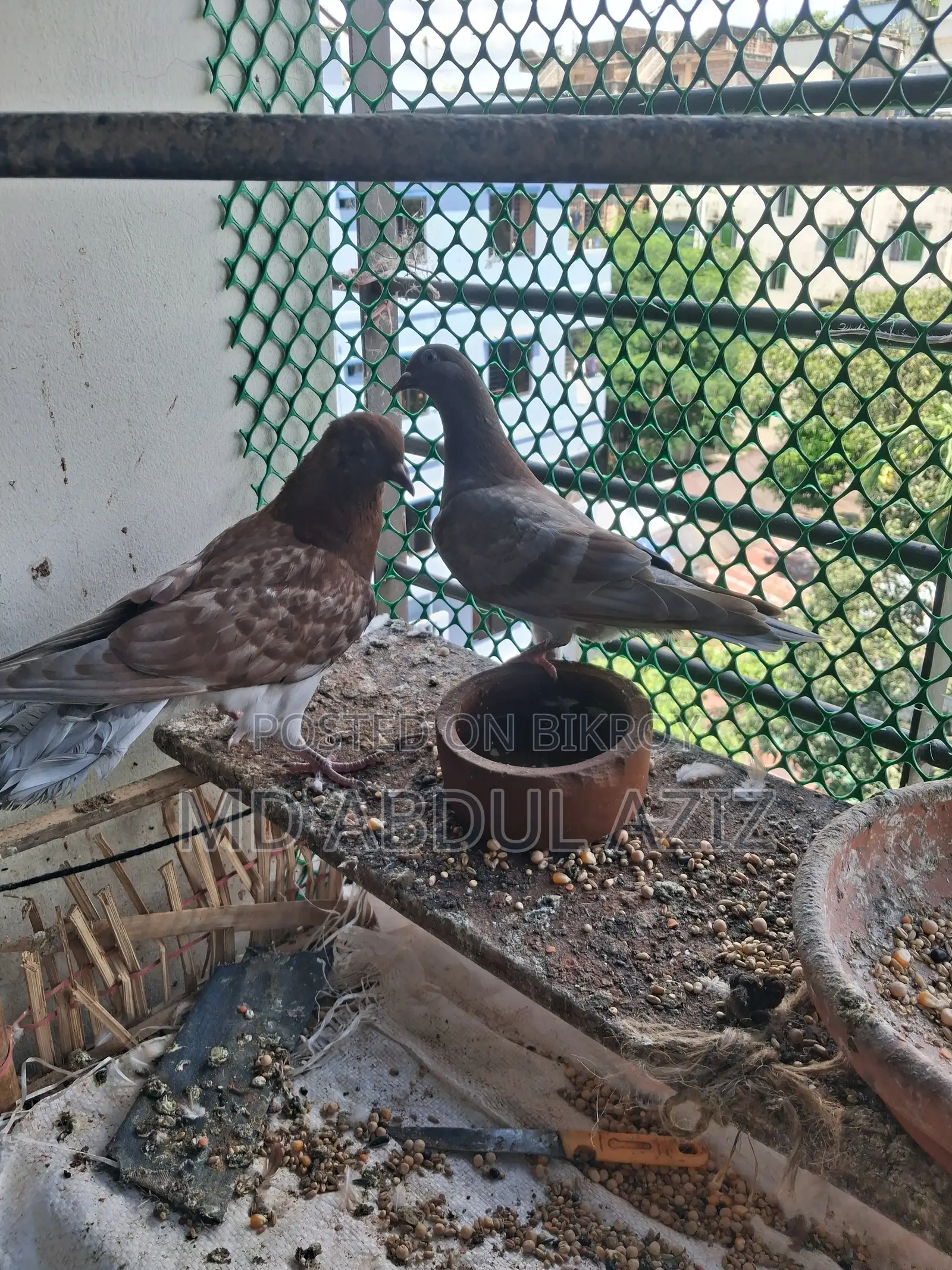 Pigeon for Sale