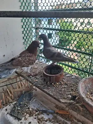 Pigeon for Sale