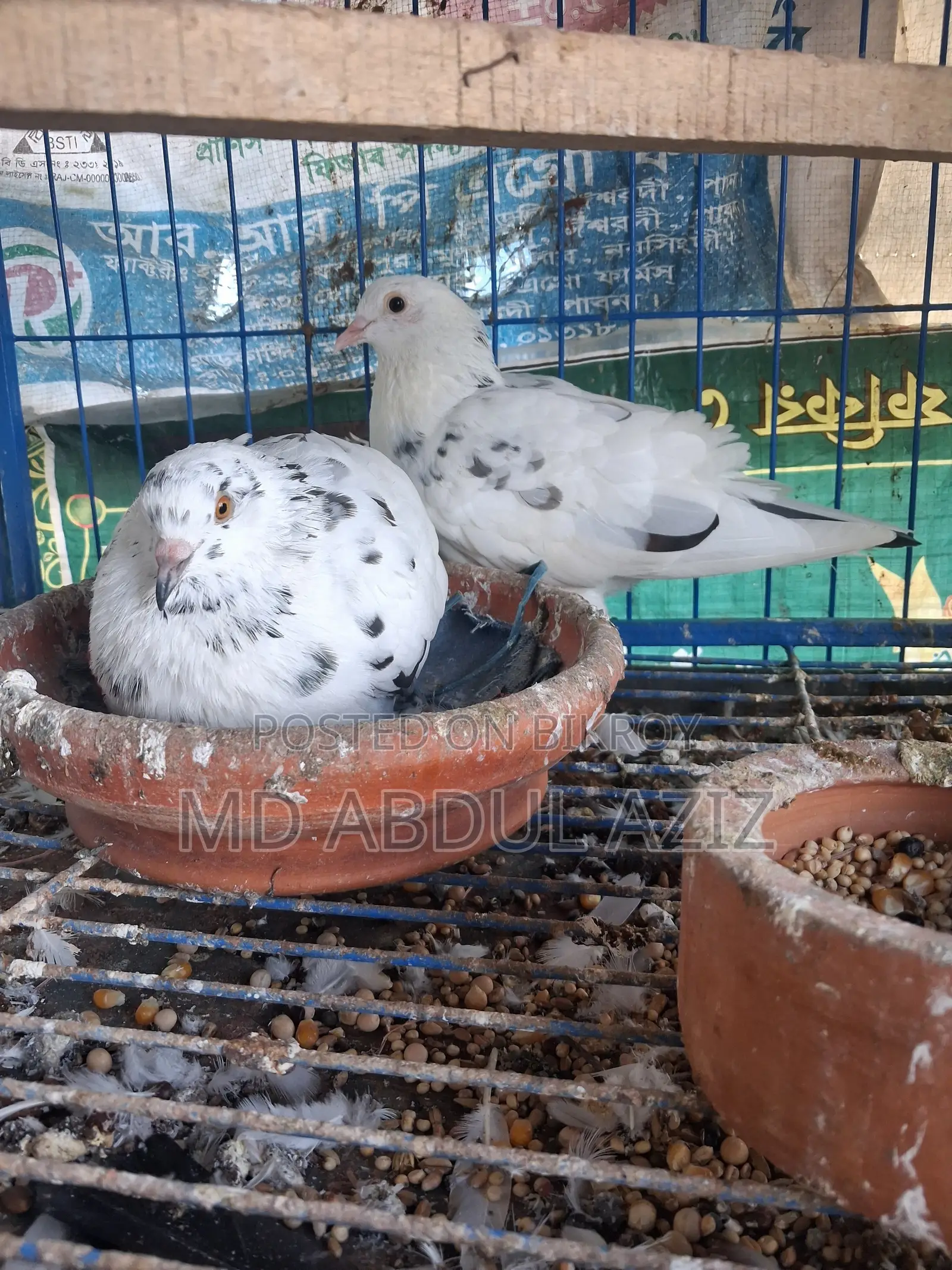 Pigeon for Sale