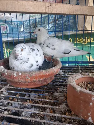 Pigeon for Sale