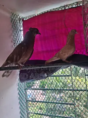 Pigeon for Sale