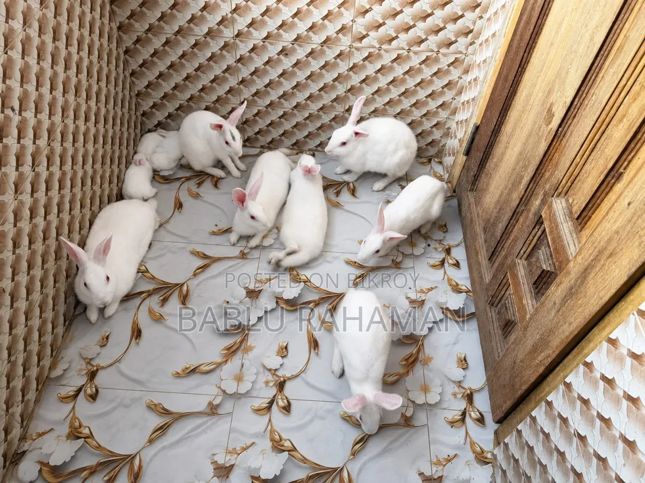 Domesticated Rabbit