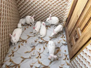 Domesticated Rabbit