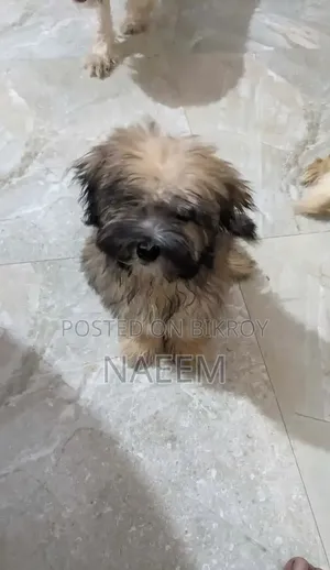 1-3 Months Male Purebred Lhasa Apso