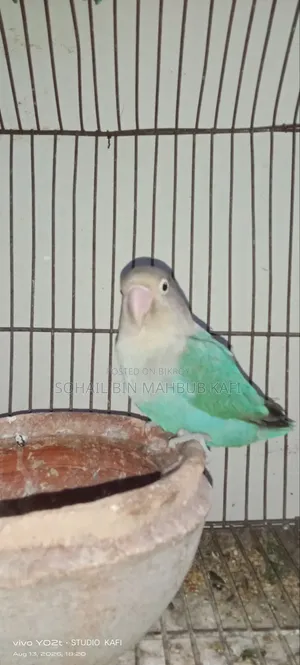 A Lovebird for Sale