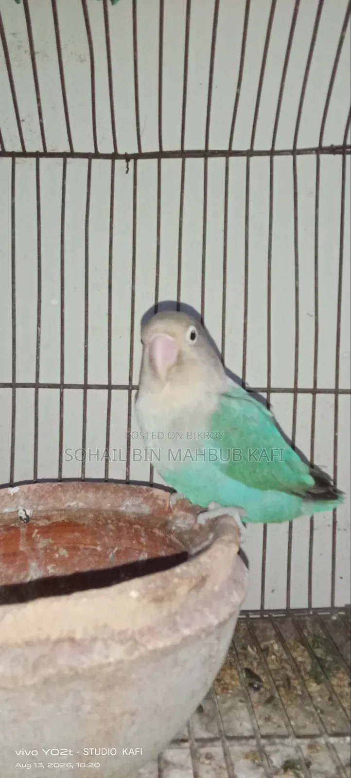A Lovebird for Sale