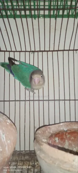 A Lovebird for Sale