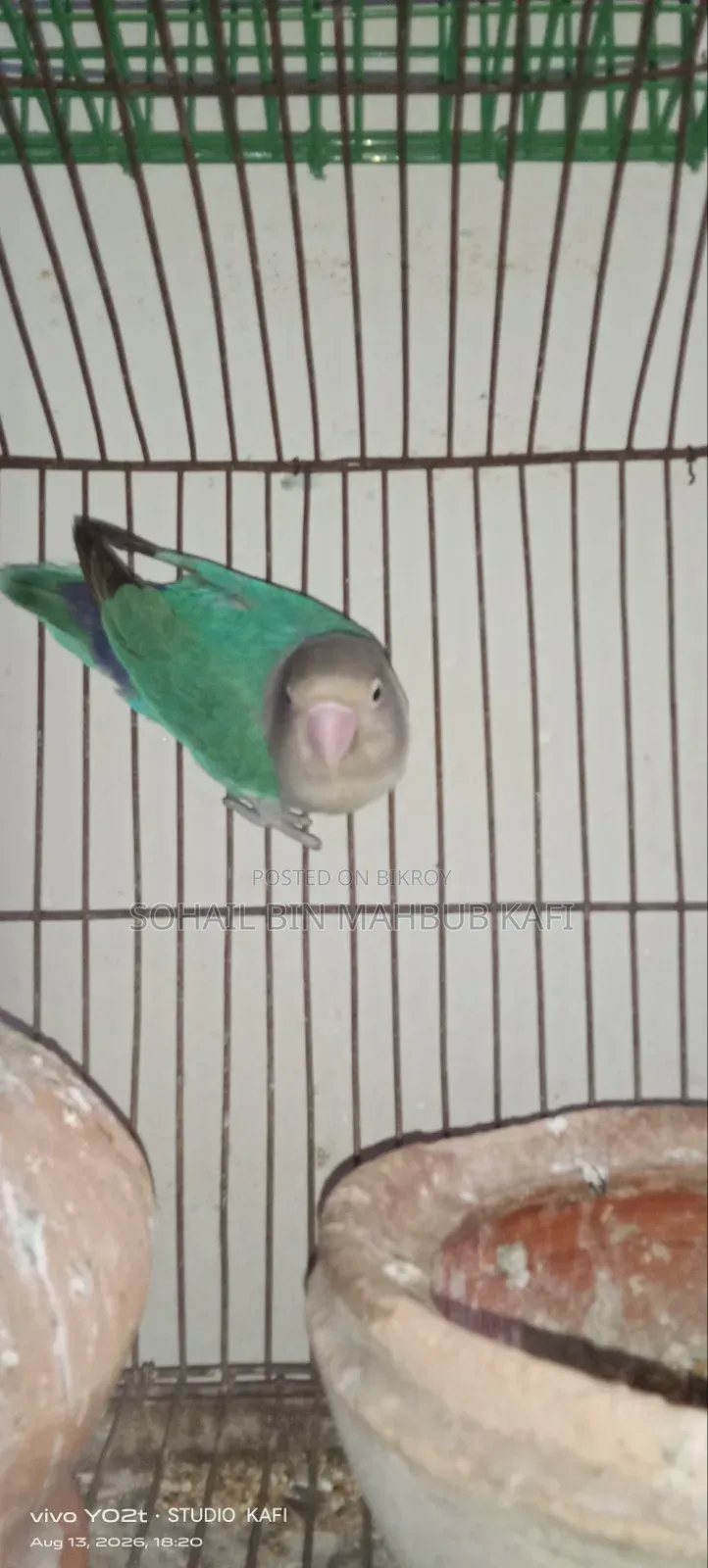A Lovebird for Sale