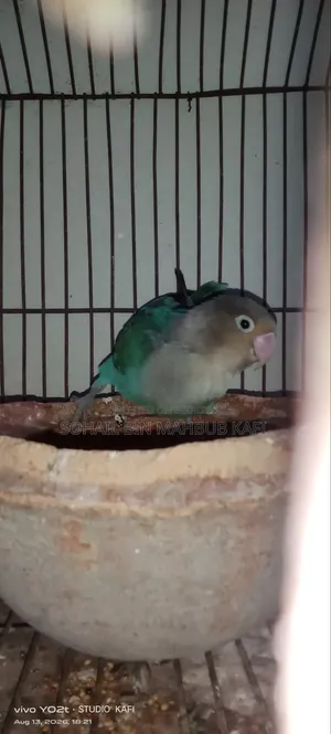 A Lovebird for Sale