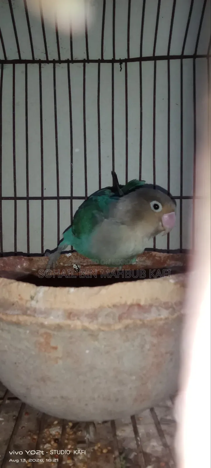 A Lovebird for Sale