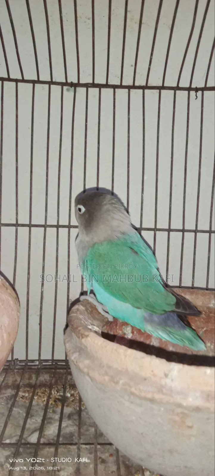 A Lovebird for Sale