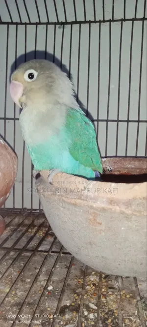 A Lovebird for Sale