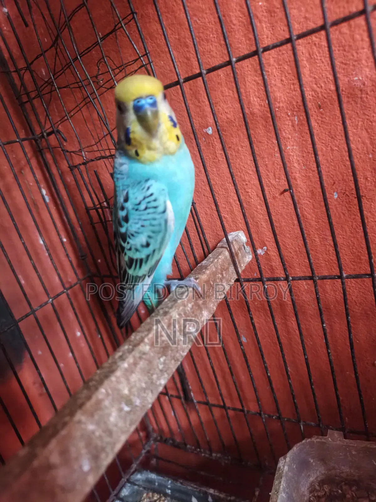 Single Budgerigar