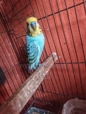 Single Budgerigar