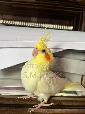 Tame Size Cockatiel Baby