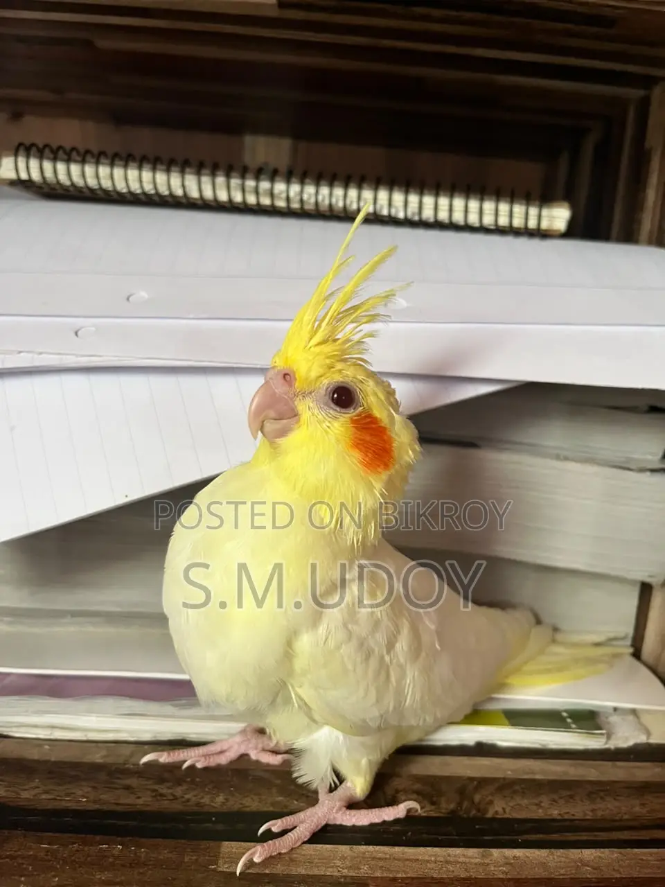 Tame Size Cockatiel Baby