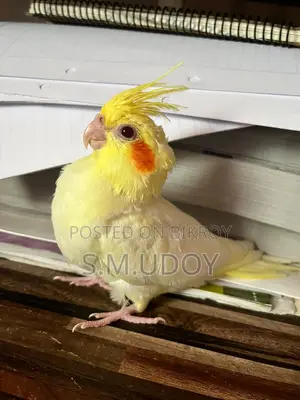 Tame Size Cockatiel Baby