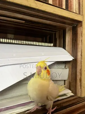 Tame Size Cockatiel Baby