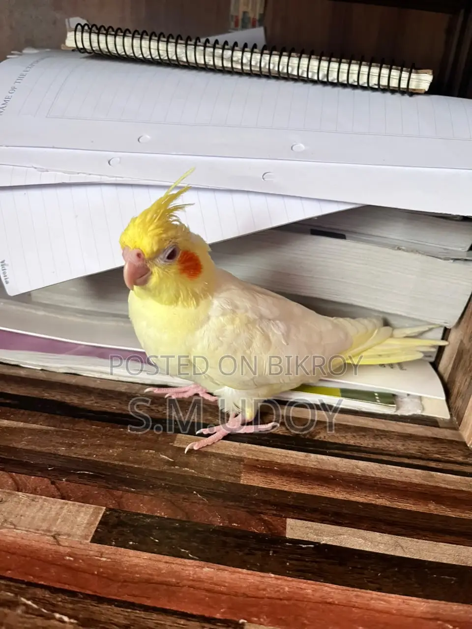 Tame Size Cockatiel Baby