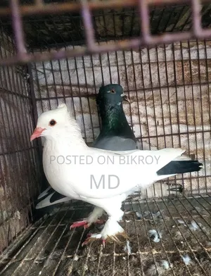 Desi Golla