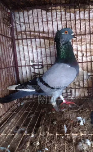 Desi Golla