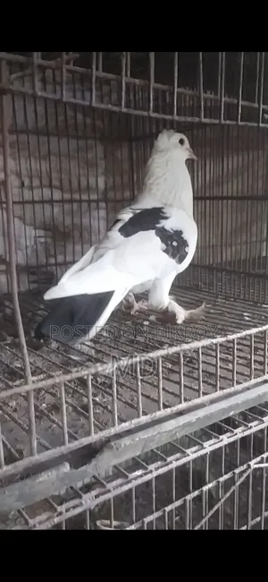 Desi Golla