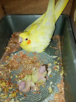 Cockatiel Bird for Sale