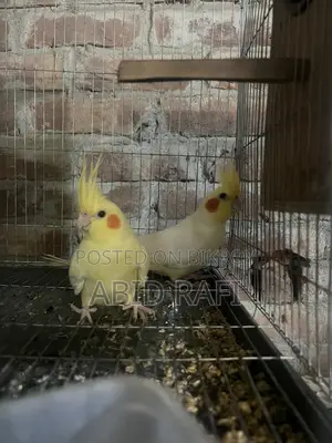 Cockatiel Bird for Sale