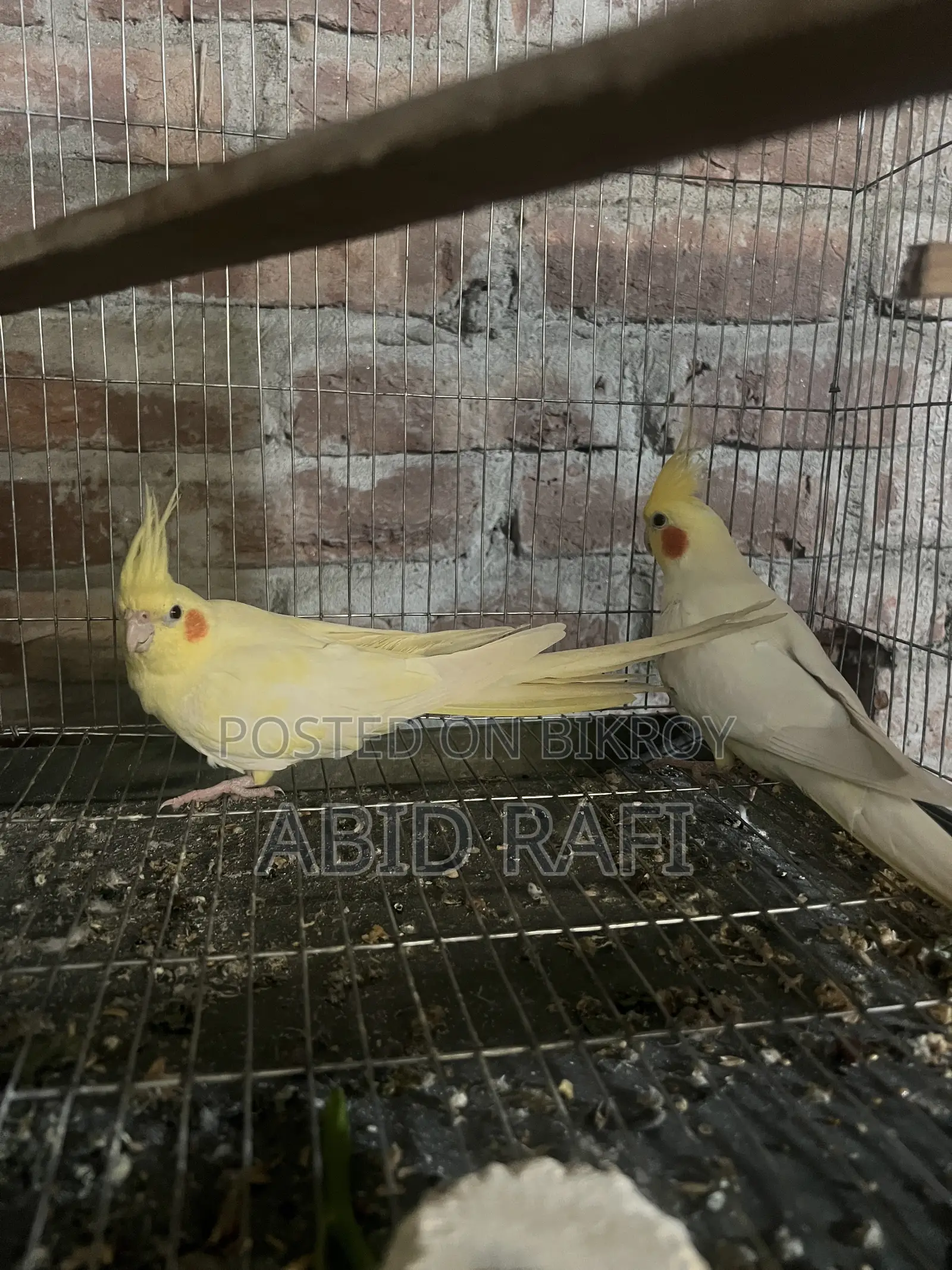 Cockatiel Bird for Sale