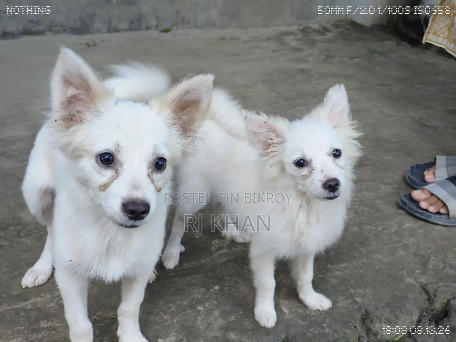 3-6 Months Male Purebred Dog