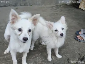 3-6 Months Male Purebred Dog