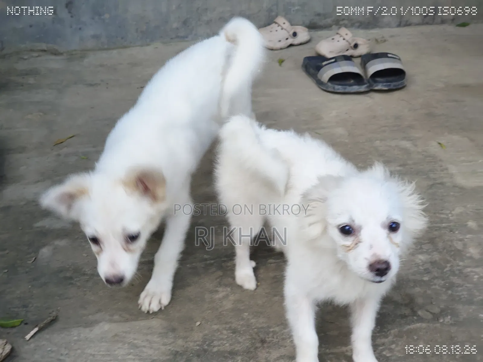 3-6 Months Male Purebred Dog