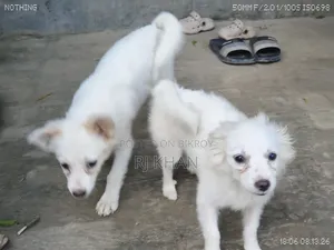 3-6 Months Male Purebred Dog