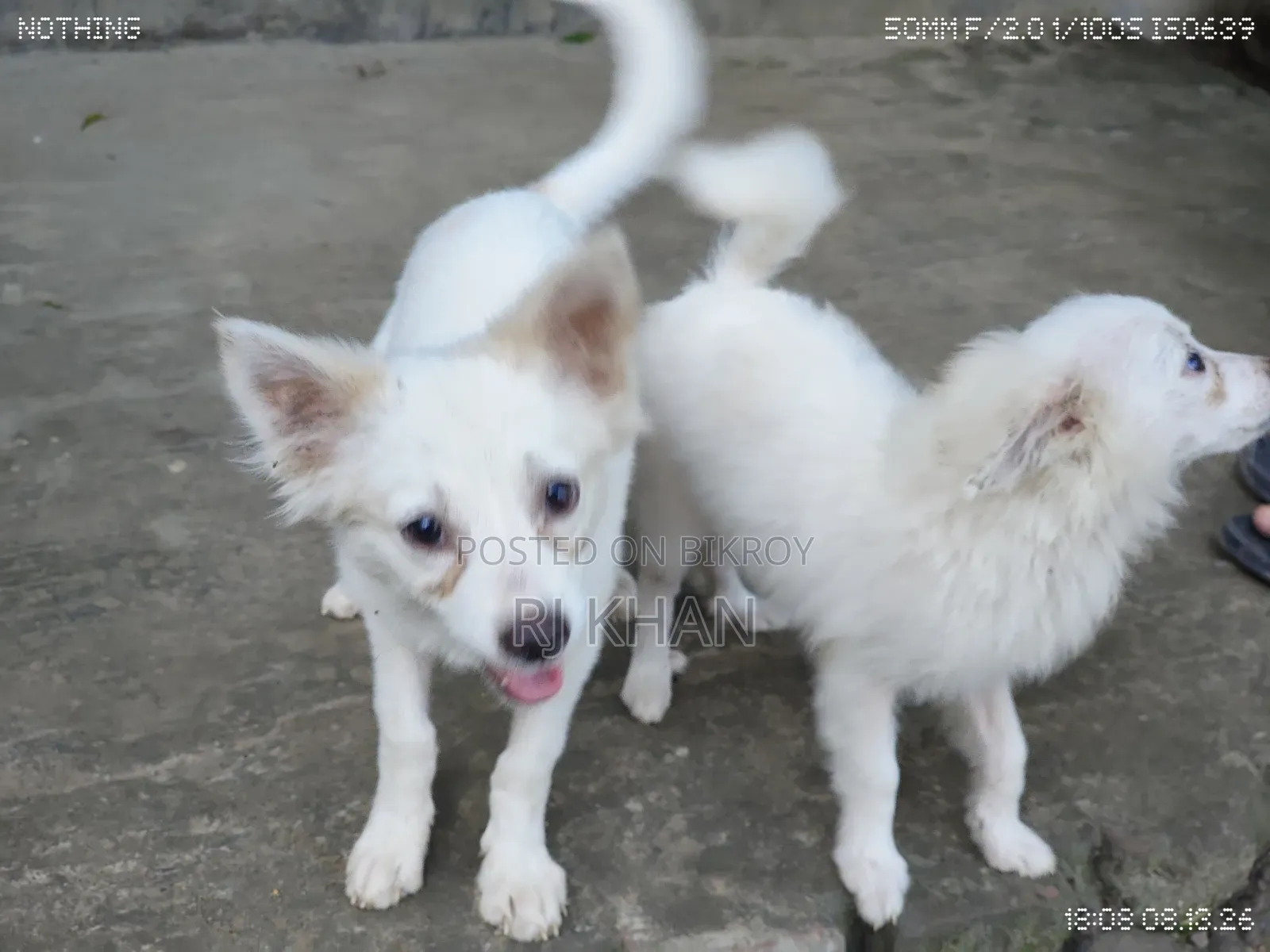 3-6 Months Male Purebred Dog