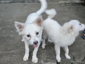 3-6 Months Male Purebred Dog