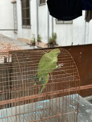 Baby Tía Bird for Sale