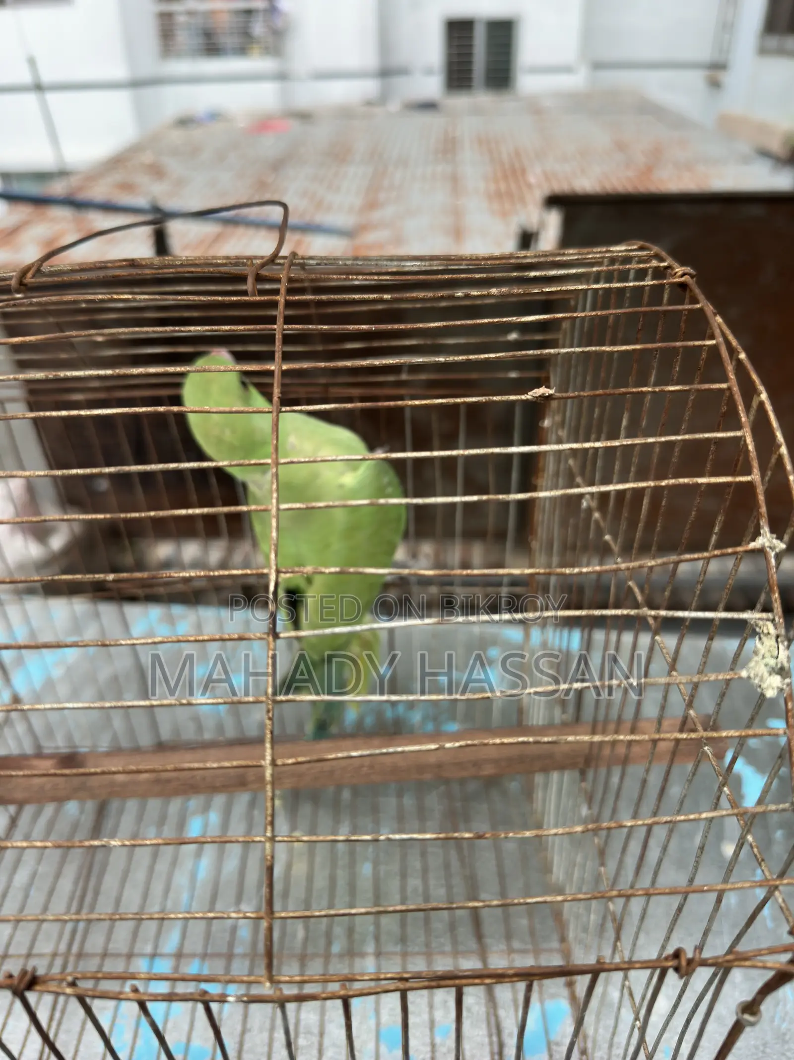 Baby Tía Bird for Sale